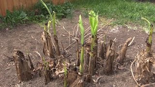 Covering your Hardy Banana ( Musa basjoo) for the Winter