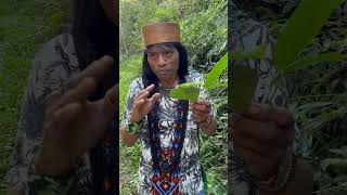 Planta para descarrego | medicinas indígenas