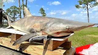 Catching and Cooking a WILD SHARK on the HIBACHI Grill!! *Legally Harvested*