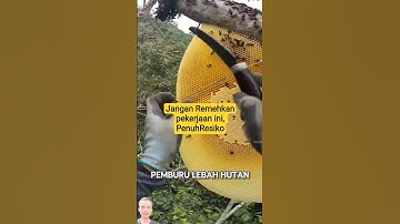 pemburu lebah madu hutan liar #peternakmillenial #pemburulebah #lebahapisdorsata #maduhutan #madu