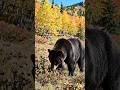 #forest #bear #video #viral #animals