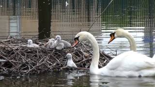 cygnets leaving nest first time