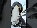 The Baby Penguin Everyone Thought Was Dead... Then THIS Happened #penguin #shorts #wildlifeshorts