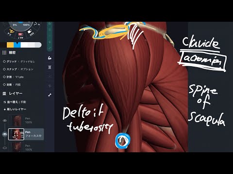 Video: Apakah deltoid anterior atau posterior?