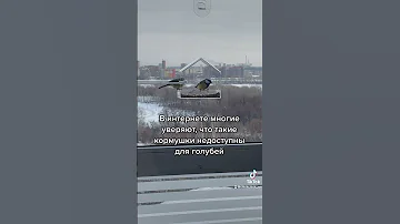 Голубь в популярной кормушке на окне