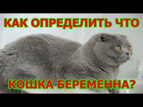Как определить, что кошка беременна ?
