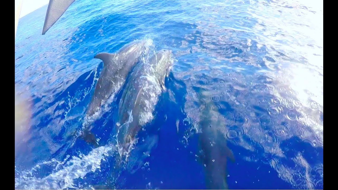 Sailing with Dolphins in the Caribbean