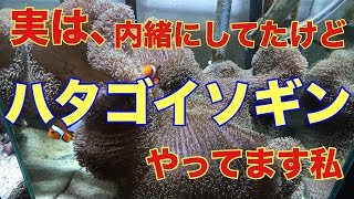 【海水魚水槽】ハタゴイソギンチャク水槽、実はやってました!