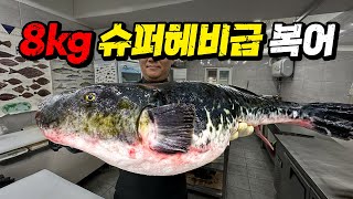 ※긴급속보※ 일반 복어의 8배 크기!! 역대급 초대물 복어가 올라왔습니다