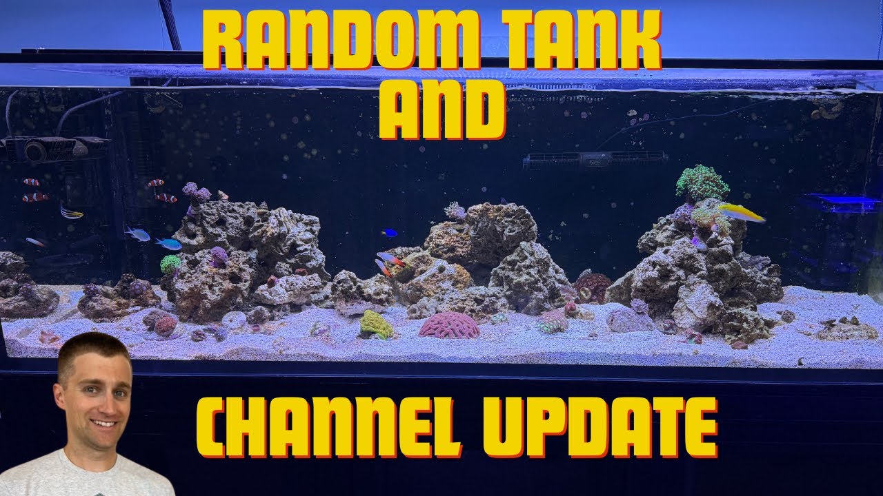 Tank Update Post Vacation- Are Dinoflegelletes Still Here?