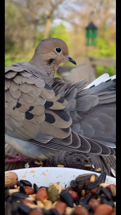 #birds #birdfeeding #bluebird #viral