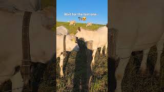 Wait for the last cow 🐄 😭 #shorts #shortsvideo #shortsviral