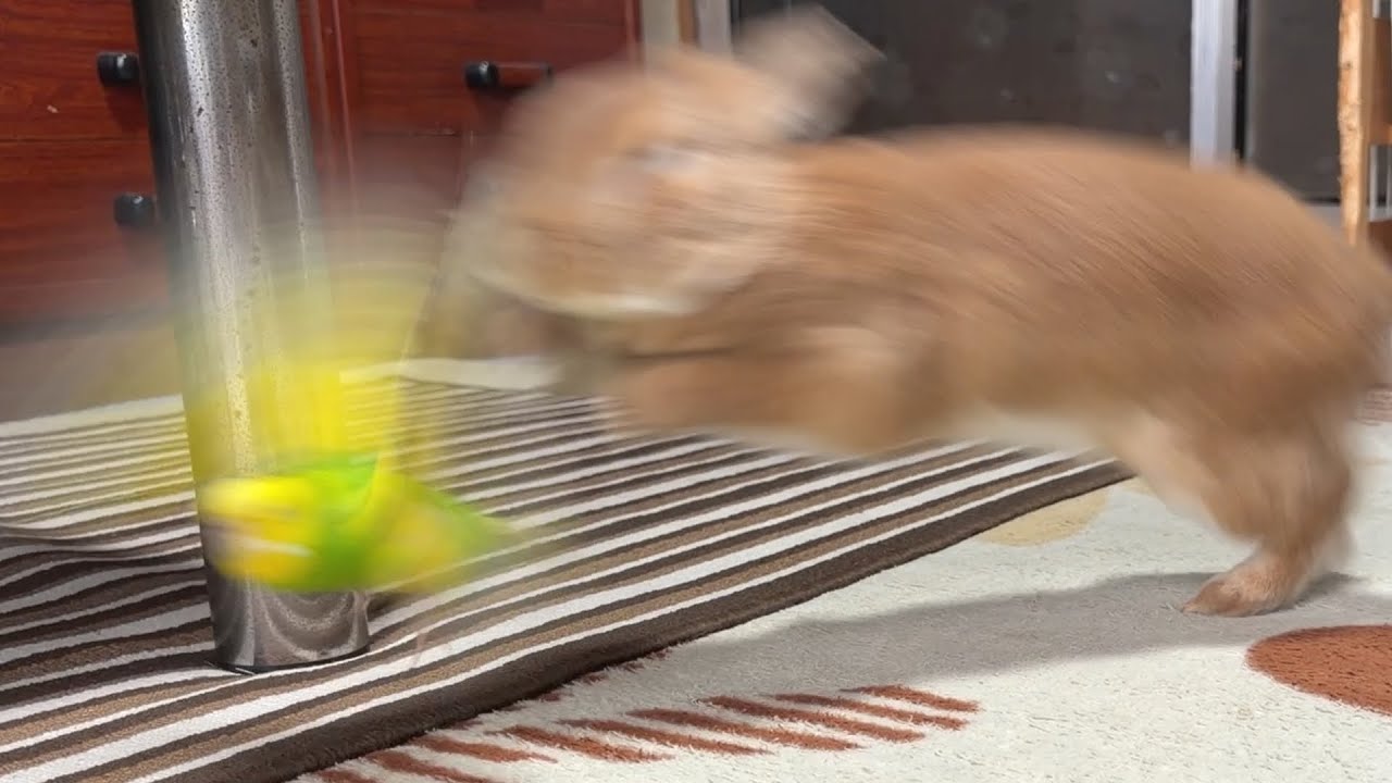 じゃれあい方が激しすぎるウサギとインコ・・・　(No.2070)