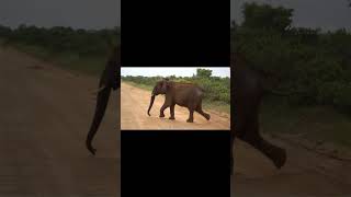 لماذا تُلقب الفيلة بـ "مهندسي البيئة"؟ سبحان الله | السِّر المذهل! #shorts #animals #حيوانات