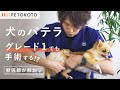 【犬のパテラ(膝蓋骨脱臼)】の歩き方の症状や原因・治し方(グレード別)を獣医師が解説