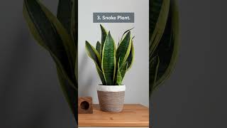 5 Poisonous Plants You Should Avoid Having Inside With Kids And Pets... @DYKKnowledgeHub#shorts