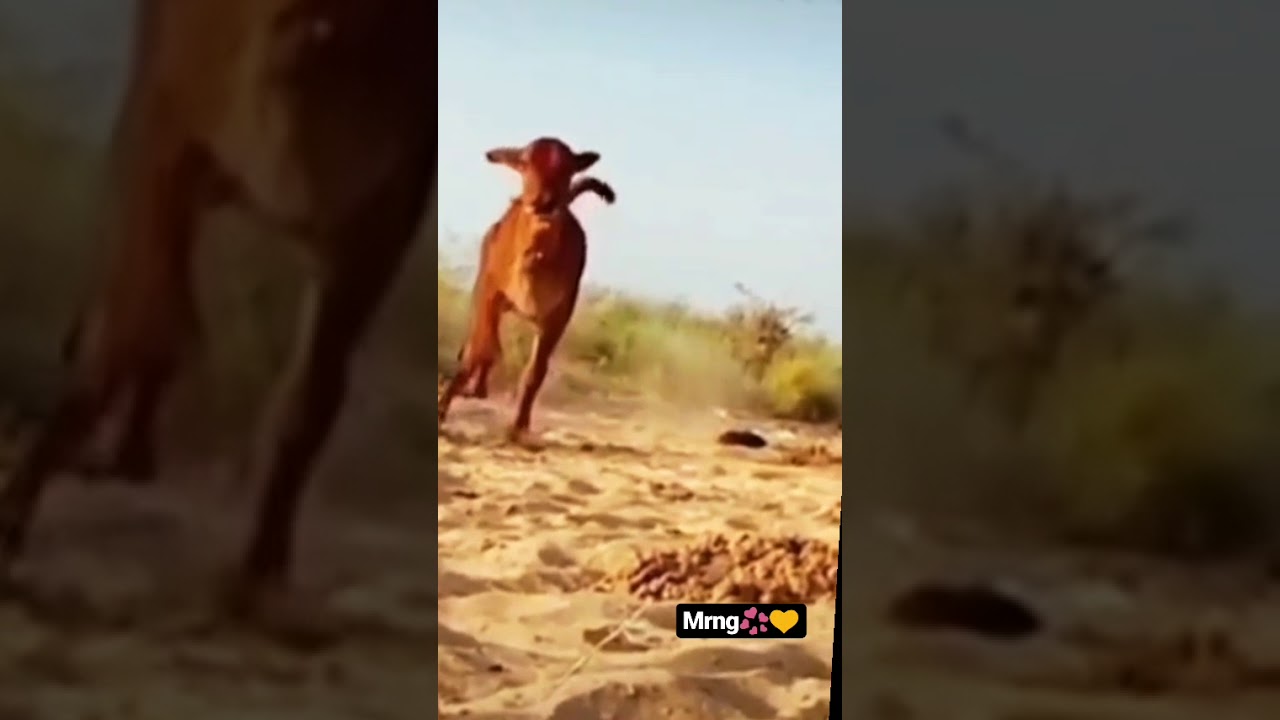 Beautiful desi cow calf😍