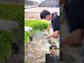 #farming #farmlife #farmer #workersrights #automobile #plants #vlog #enjoyrurallife #vlog
