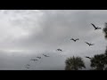 Pelicans, Seagulls, Gopher Tortoise on Casperson Beach