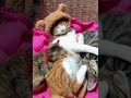 【动物配音】我的鼻子 #動物 #搞笑 #配音 #vtuber #shorts