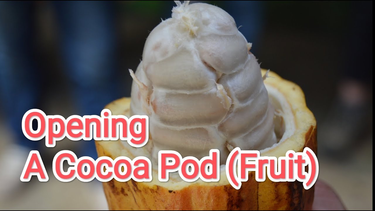 Opening a Cocoa Pod (Fruit)