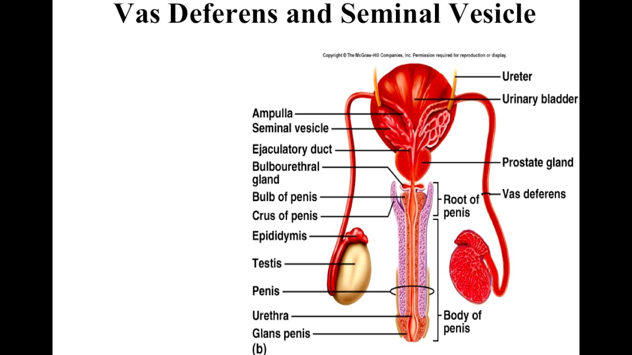 Male Reproductive System Recorded Lecture Youtube