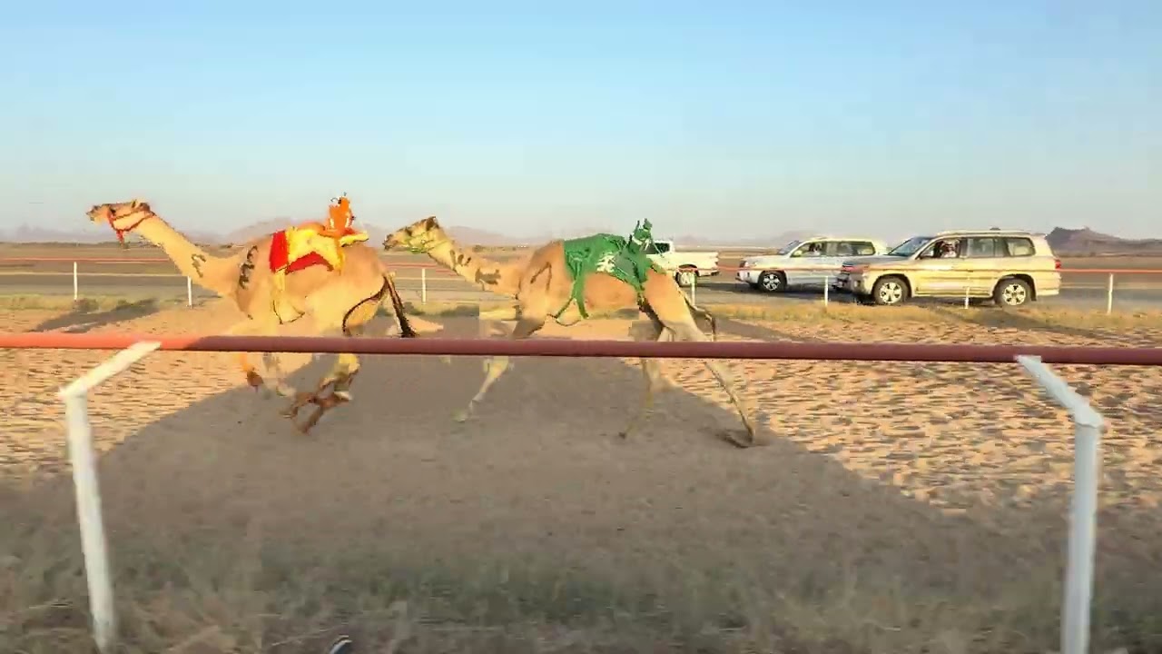 ميدان الصويدره للهجن شوط 4 قعدان مفاريد   1500م  الشامخ  لـ احمد عياد المحمدي 