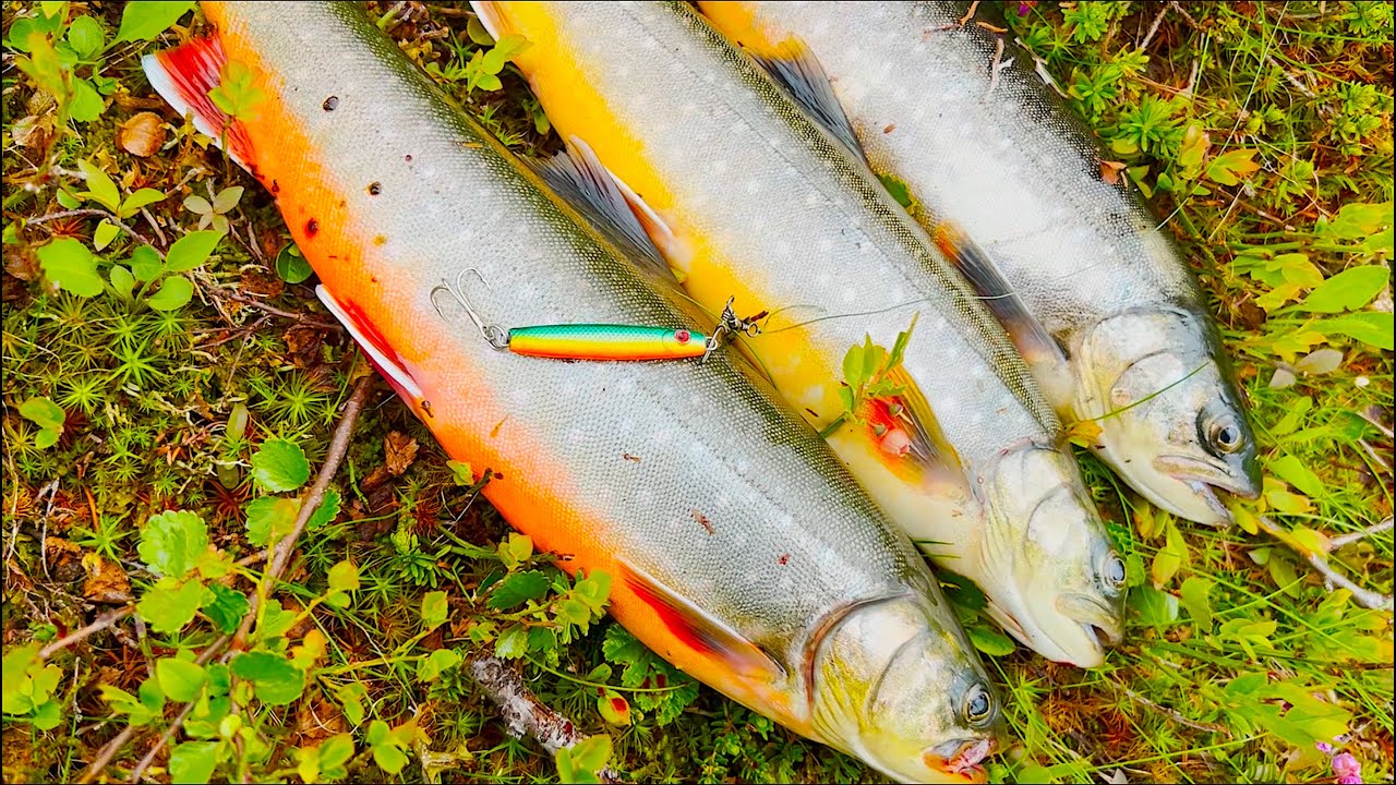 Røyefiske - Oppdagelsesferd i Høyfjellet