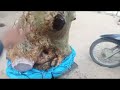 (Đx))M245 gl dúi 1200k LH 0707713796 Khương bonsai 