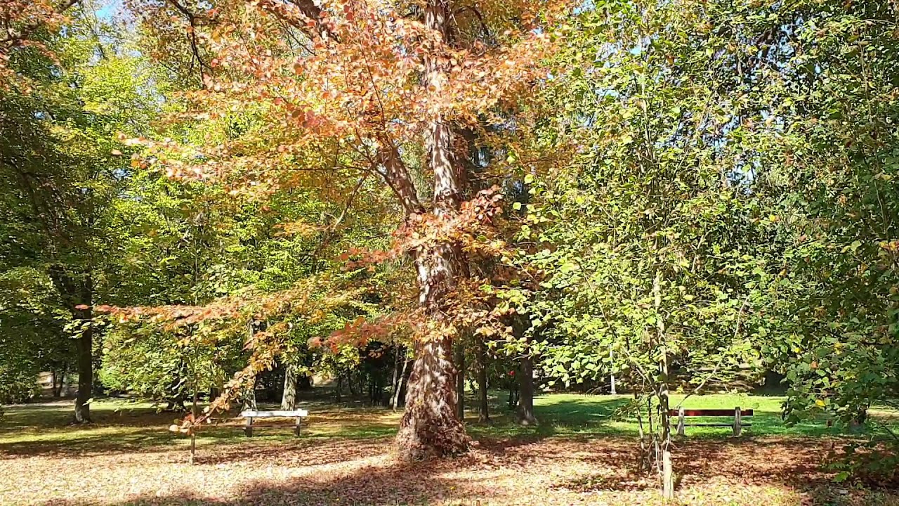 Ez már az Ősz - Koncz Zsuzsa. /Ősz a Parádfürdői parkban/