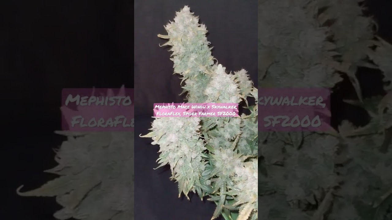 Mephisto Mace Windu x Skywalker, FloraFlex, Dynomyco, Spider Farmer SF2000