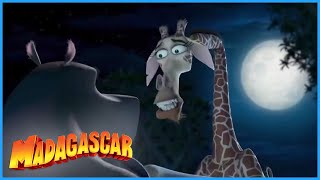DreamWorks Madagascar | No Doctor for Melman | Madagascar Escape 2 Africa Movie Clip
