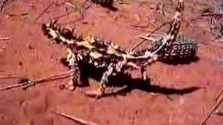 Thorny Devil 1