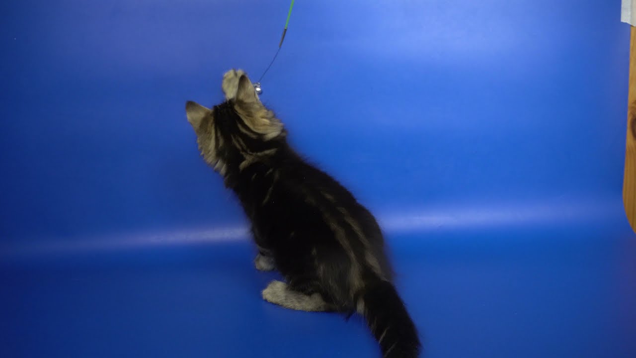 SIB n22 male Yason Crown of Siberia, age 2 months, 