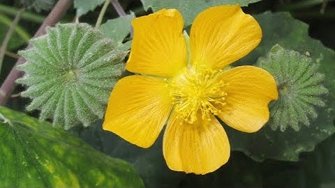 Cây Cối xay | Ahutiiron indicum (L.) G | cây thuốc chữa sỏi thận, trĩ nội và trĩ ngoại, khiếm thính