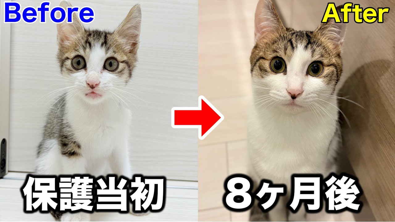 襲われてた子猫を保護して８ヶ月が経過しました
