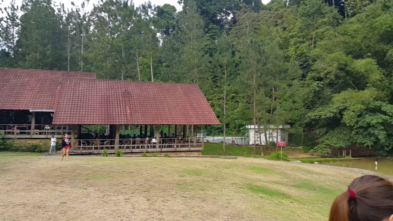 purple cane janda baik