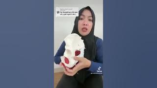 FUNGSI PERAGA 3 LUBANG PADA PANGGUL WANITA