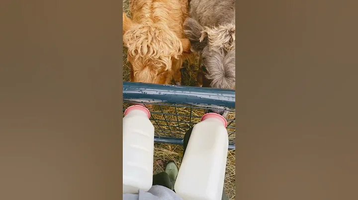 feeding baby cows  #babycows #scottishhighlan...  ...