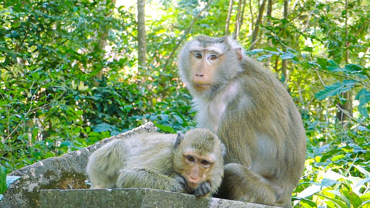 Nature at ease |Monkey Libby still looks after her daughter (Rainbow ...