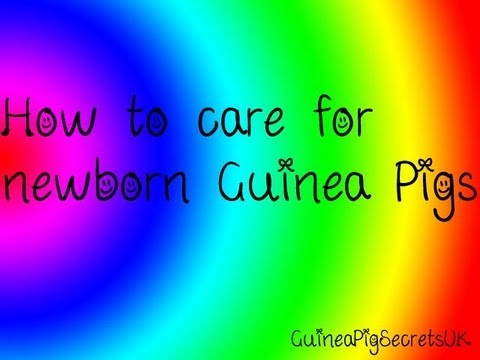 How to care for newborn guinea pigs
