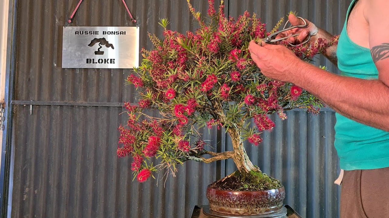 Bottlebrush Bonsai, Post flower maintenance, Aussie Bonsai Bloke