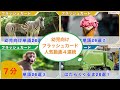 フラッシュカード 連続 メドレー 幼児 向け 単語104語 0歳 〜 3歳 の 赤ちゃん と 幼児から始める 知育動画　Flash card medleys