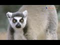 原猿たち　Wild Animals in Africa／Lemur  in Madagascar