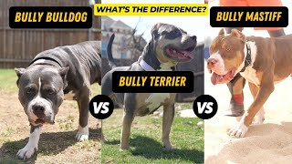 Bully Bulldog vs. Bully Terrier vs. Bully Mastiff (Explained)