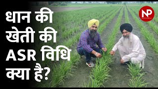 ASR ASR DSR Paddy Farming Agriculture RICE News Potli
