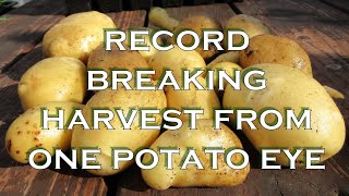 Record Breaking Potato Harvest