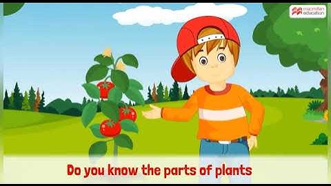 EVS class 1(Bridge course) fourth standard