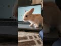 Work time 👨💻lil brownie 💫 #Bunnyfluff🐇🤍