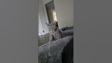 Does your cat play fetch too? #cats #catplayingfetch #cutecat